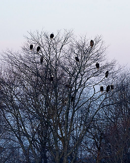DPC-Eagle-tree.jpg