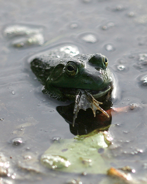DPC-frog-eat-frog-2.jpg