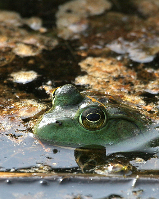 DPC-frogs@ovinbyrd-018.jpg