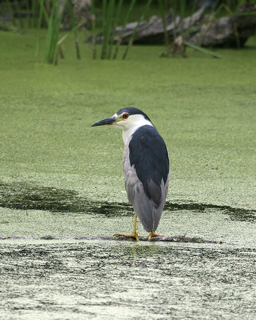 DPCmature-black-crowned-nig.jpg