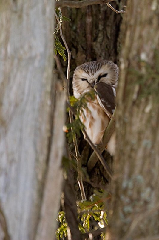 DPC-saw-whet-owl-07.jpg