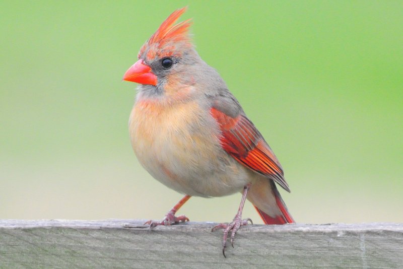 Young Female Cardinal