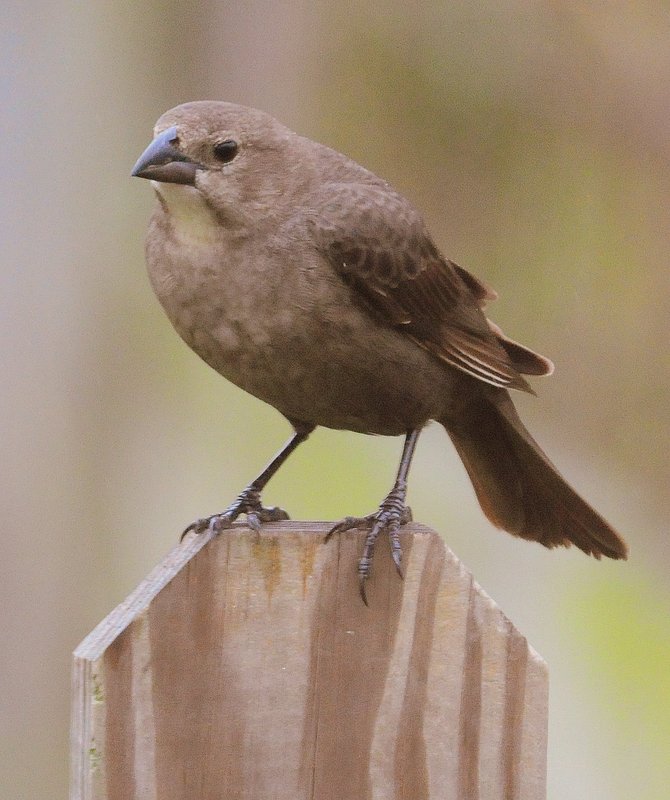 Brown Headed Cowbird