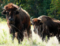 Buffalo Stare
