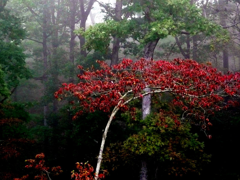 Fall Accent