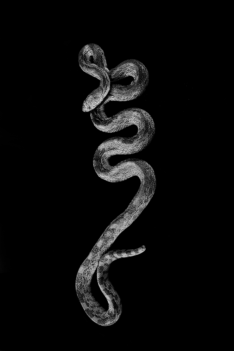 snakeb2sharp