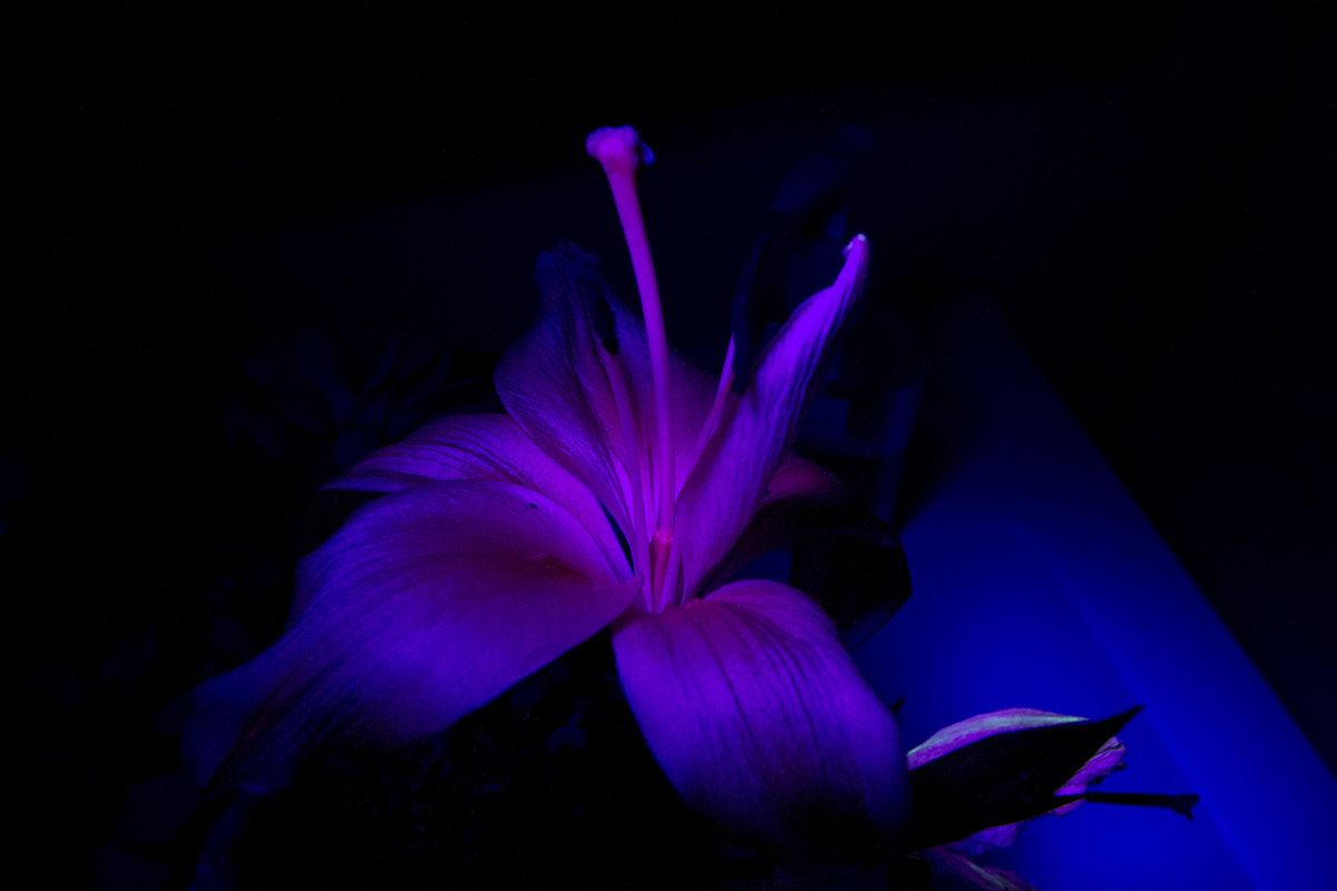 IMG_8447_8725