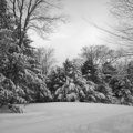 Snow on Trees