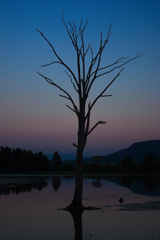 Dead Tree Standing.JPG