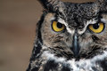 Great Horned Owl Close-up