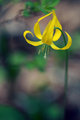 Glacier Lily