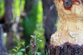 A Beaver's Doing