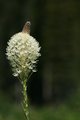 Beargrass