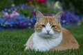 Kitty in the Garden