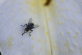 Fly on Lily