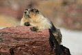 Furry Dude