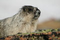 Hoary Marmot