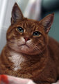 Chancy