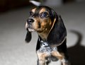 Beagle Puppy