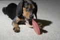 Fishy Chew
