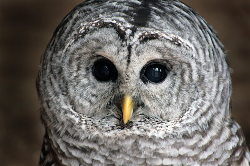 Barred Owl?