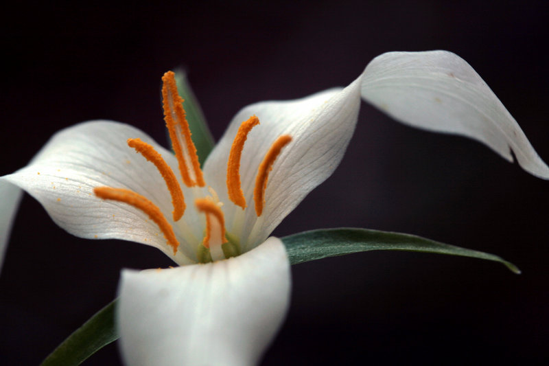 Flower with Pollen