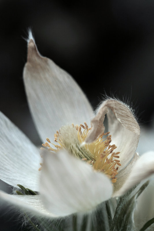 Sepia Flower