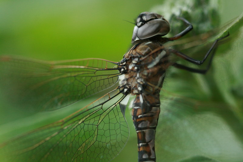 Dragon Fly