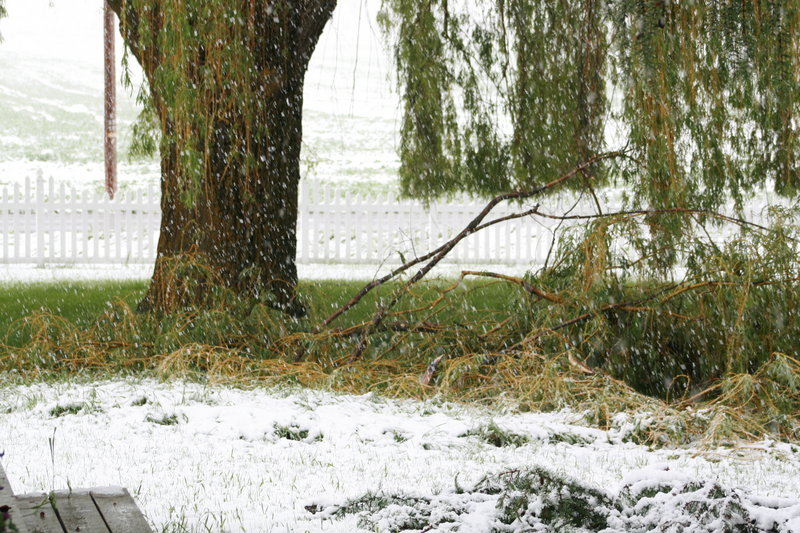 branches fallen in a snow storn