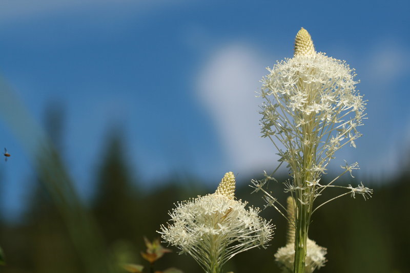 Against a Blue Sky