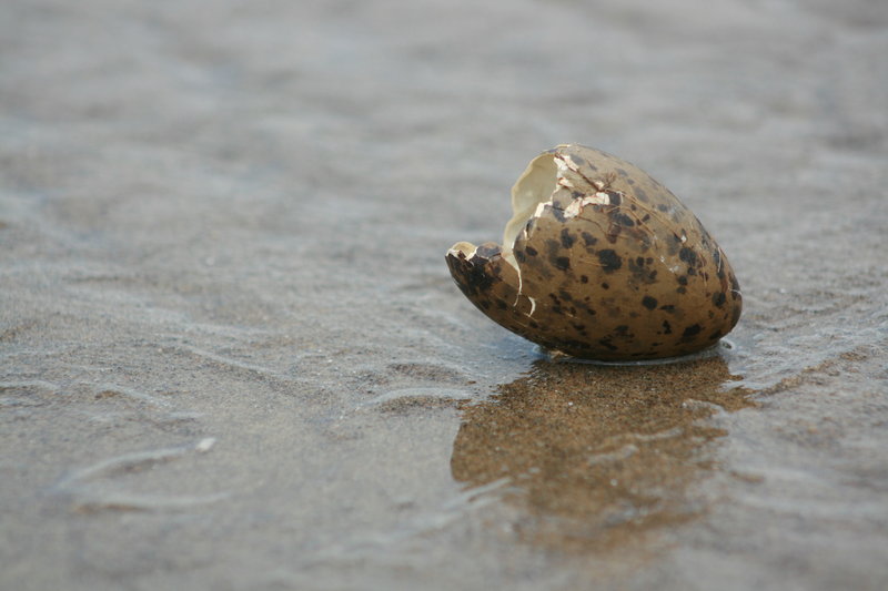 Egg Shell