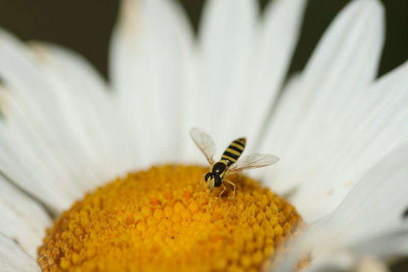 Dinky Little Bee in Daisy