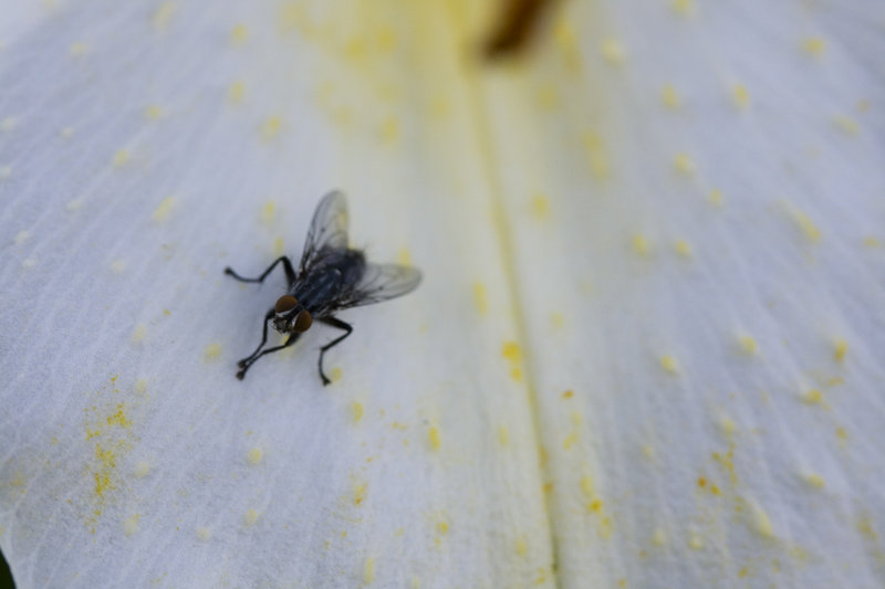 Fly on Lily