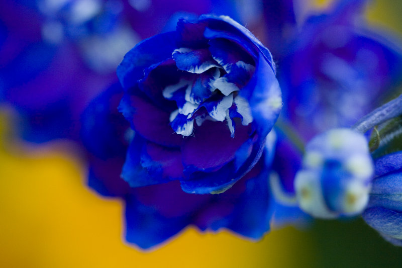 Blue Flower