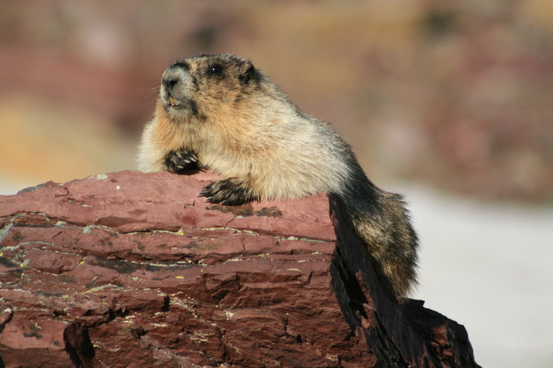 Furry Dude