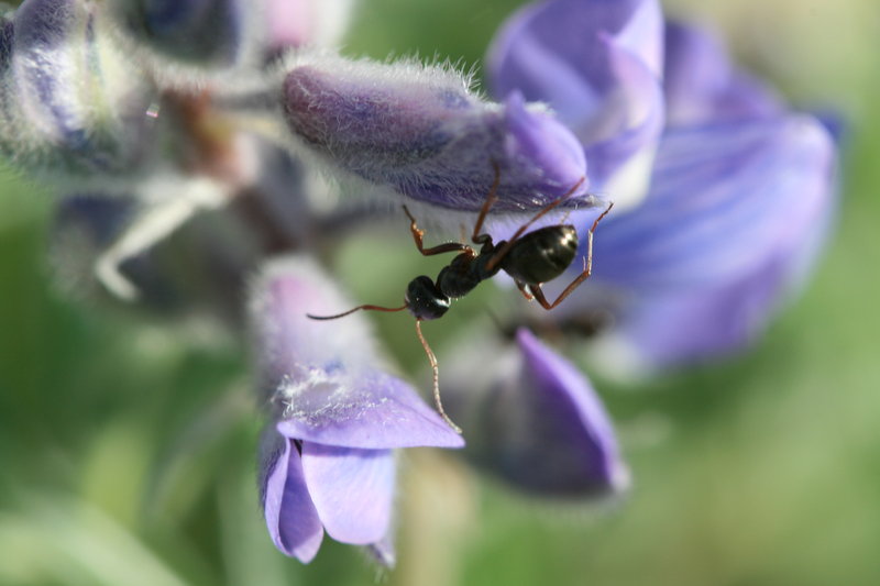 Ant on a Lupine