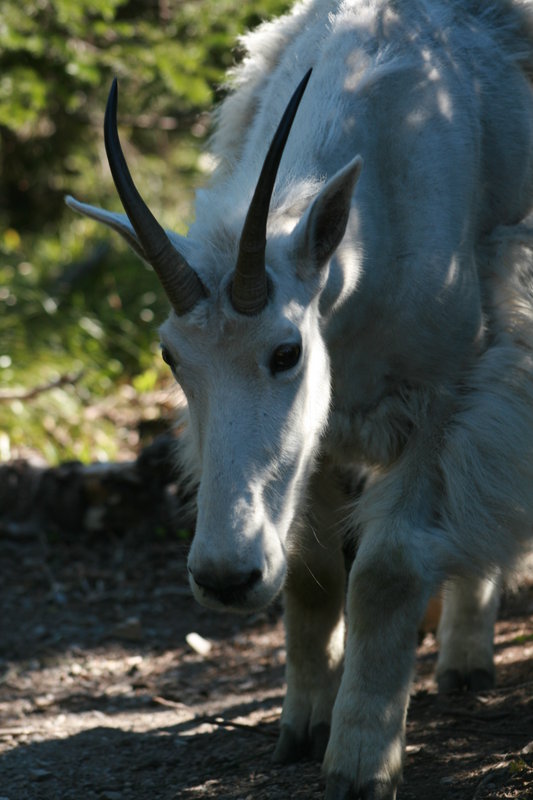 Goat on a Mission