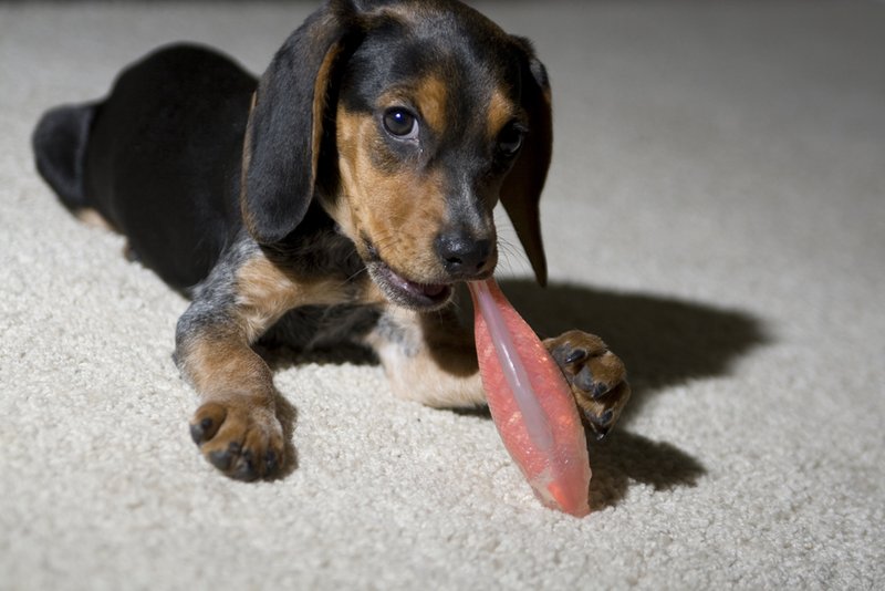 Fishy Chew