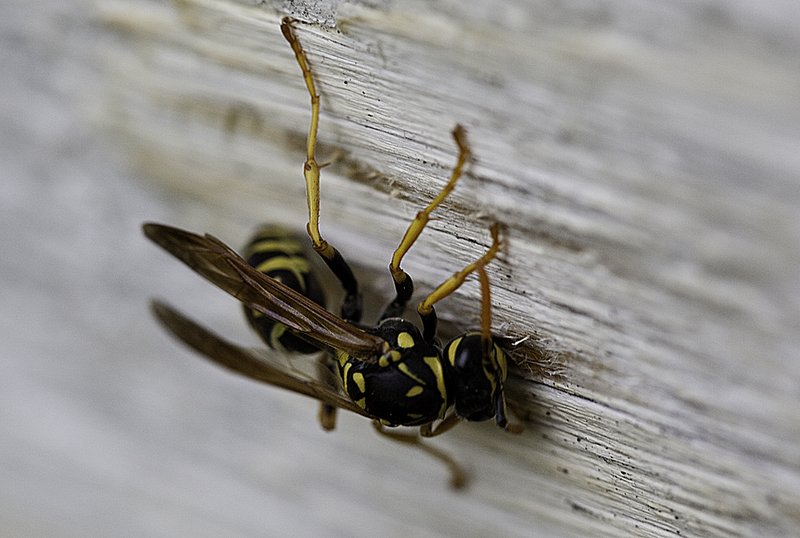 Creepy Bug