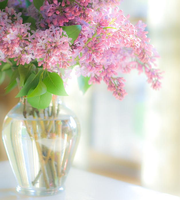 Lilacs