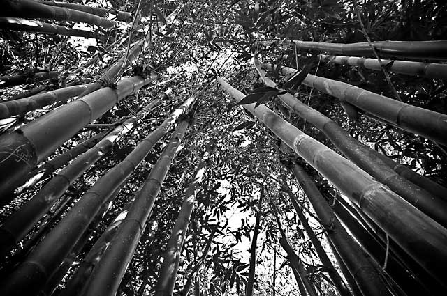 B&W Day17: Bamboo