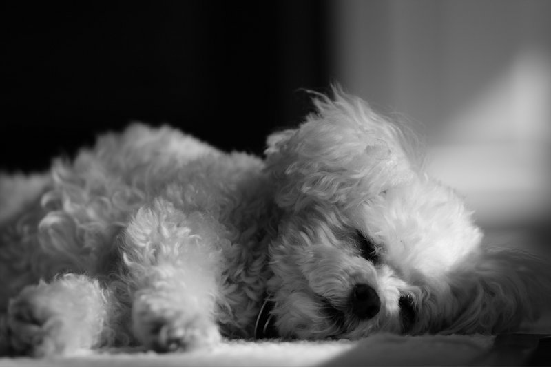 Poodle sleeping