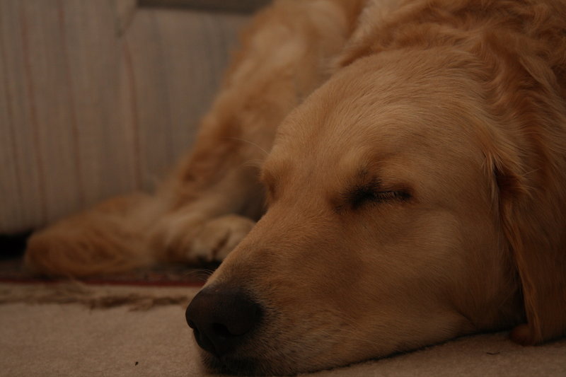 Ginger