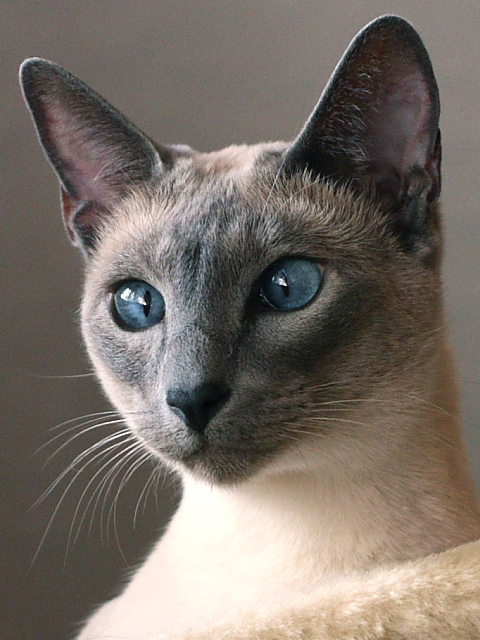 Pet Portrait III Outtake