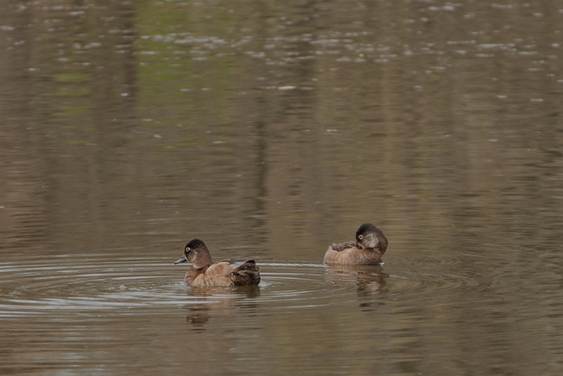 Ring-necked Duck (female)