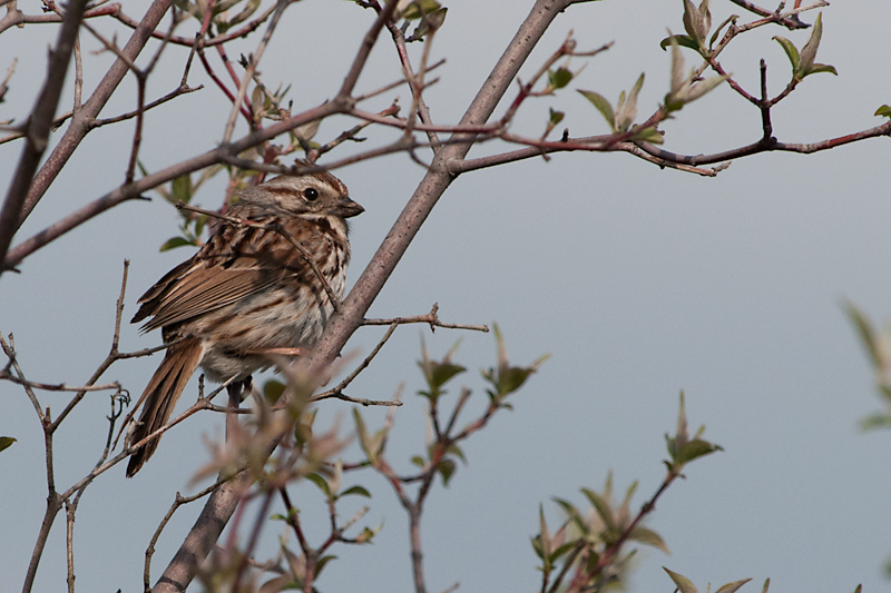 Lincoln\'s Sparrow