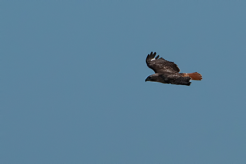 Red-tailed Hawk