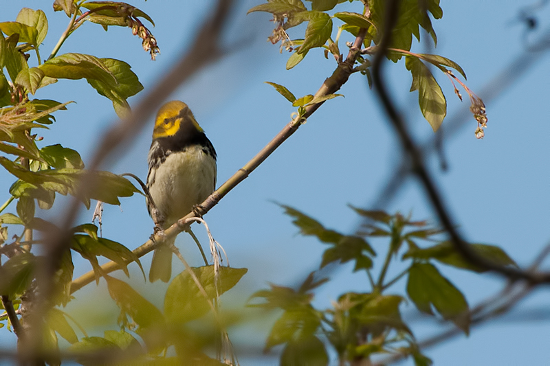 Black-throated Green Warbler