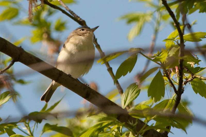 Warbling Vireo