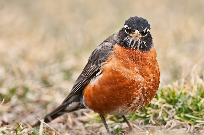 robin